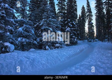 Sentiero coperto di neve e foresta Evergreen nel Winter Wonderland Foto Stock