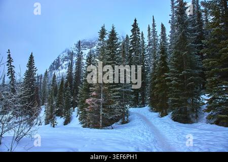 Sentiero coperto di neve attraverso la foresta di pini invernali con vista sulle montagne Foto Stock