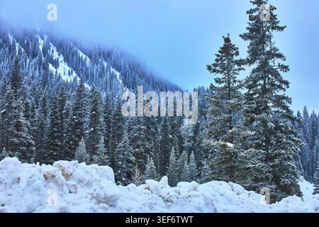 Foresta Evergreen innevata e montagna nel paesaggio invernale dell'Alberta Foto Stock