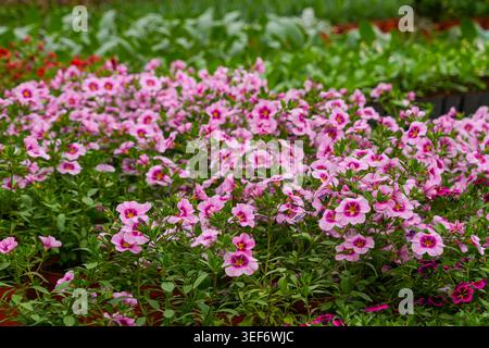 Vista ravvicinata dei fiori rosa calibrachoa fiorenti all'interno di una vivace serra commerciale Foto Stock