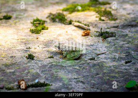 Rana comune europea che poggia sul pavimento della foresta di Mossy Foto Stock