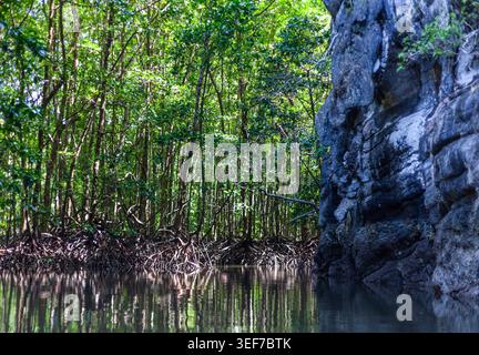 Koh Tarutao, Thailandia. Kayak attraverso le mangrovie in un parco marino tropicale. Vegetazione lussureggiante e costa rocciosa. Foto Stock