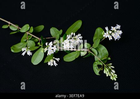 Fiori di privet giapponese (Ligustrum obtusifolium). Arbusto deciduo delle Oleaceae. Fiori profumati a forma di imbuto fioriscono all'inizio dell'estate. Foto Stock