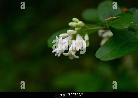 Fiori di privet giapponese (Ligustrum obtusifolium). Arbusto deciduo delle Oleaceae. Fiori profumati a forma di imbuto fioriscono all'inizio dell'estate. Foto Stock