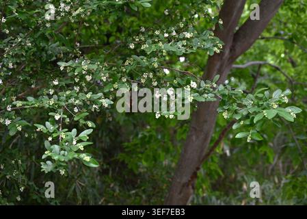 Fiori di privet giapponese (Ligustrum obtusifolium). Arbusto deciduo delle Oleaceae. Fiori profumati a forma di imbuto fioriscono all'inizio dell'estate. Foto Stock