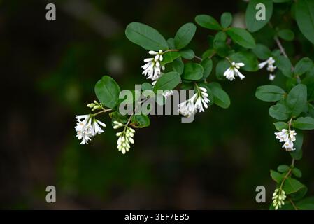 Fiori di privet giapponese (Ligustrum obtusifolium). Arbusto deciduo delle Oleaceae. Fiori profumati a forma di imbuto fioriscono all'inizio dell'estate. Foto Stock