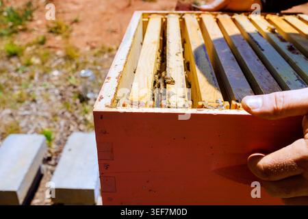 L'apicoltore esamina la struttura di legno dell'alveare con le api su di essa in un giardino sotto il cielo limpido. Foto Stock