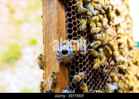 Le api sono occupate intorno alla struttura a nido d'ape all'interno dell'alveare che cresce nuova regina nella cella regina Foto Stock