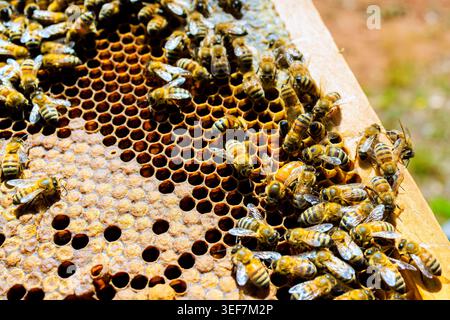 Le api lavorano sul favo in giardino mentre le api si prendono cura della covata Foto Stock