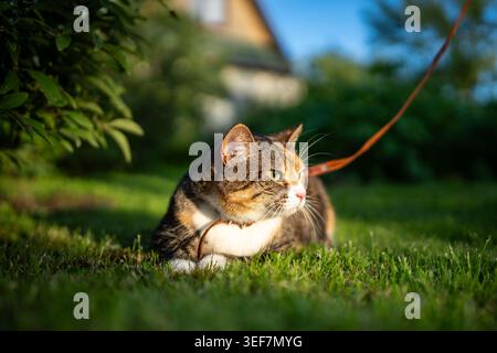 Un gatto peloso domestico rilassato che si diverte a passeggiare all'aperto tutti i giorni insieme al proprietario nel parco. Foto Stock