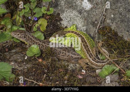 Due lucertole di sabbia (Lacerta agilis), femmina a sinistra, maschio a destra, mimetizzate tra piante e pietre, Baden-Wuerttemberg, Germania Foto Stock