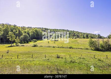 Tranquillo paesaggio rurale caratterizzato da prati erbosi ondulati e delimitati da alberi sparsi e da una collina boscosa, una soleggiata giornata estiva in Svezia Foto Stock