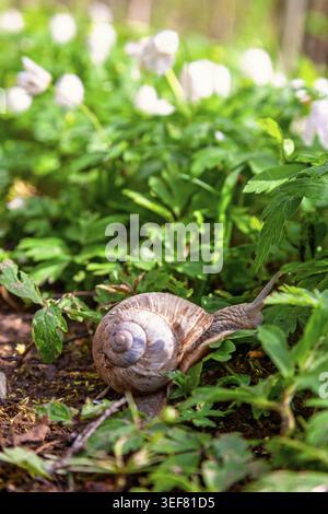 Lumaca romana (Helix pomatia) che strisciava sul terreno circondata da piante verdi in primavera Foto Stock