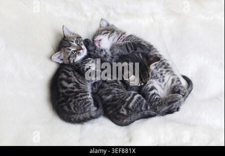 Ritratto di tre simpatici gattini che dormono su una coperta di pelliccia bianca. Posizione piatta Foto Stock