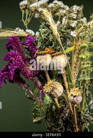 I dettagli intricati di fiori secchi, frumento piumato e le esclusive teste di semi di papavero creano una natura morta strutturata contro un ambiente verde scuro Foto Stock