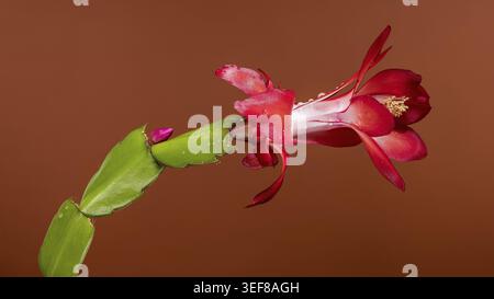 Foto macro di un Cactus Schlumbergera di Natale in fiore con petali rossi profondi e centro bianco, accentuato da piccole goccioline d'acqua, su un piatto marrone e terroso Foto Stock