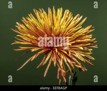 Spettacolare vista frontale ravvicinata di un crisantemo di ragno arancione e giallo con petali piccanti e gocce d'acqua dolce, contrastato da una solida avidità scura Foto Stock