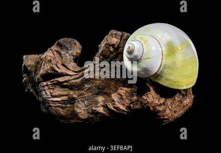 Una calotta liscia, gialla pallida e bianca lucida è perfettamente bilanciata su un pezzo di robusto e scuro driftwood, isolato su un solido sfondo nero Foto Stock
