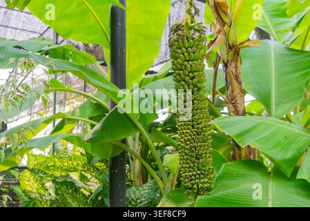 Grande gruppo di banane verdi appese al banano tropicale con foglie lussureggianti in un giardino naturale e una fresca agricoltura biologica Foto Stock