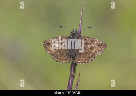 Erynnis Tages, Dunkler Dickkopffalter, Leguminosen-Dickkopffalter, Kronwicken-Dickkopffalter - Erynnis Tages, noto come skipper Dingy Foto Stock