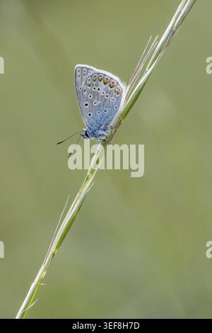 Polyommatus icarus, Hauhechel-Blaeuling (Maennchen), Gemeiner Blaeuling - Polyommatus icarus (farfalla maschile) noto come Common Blue Butterfly, Common b Foto Stock
