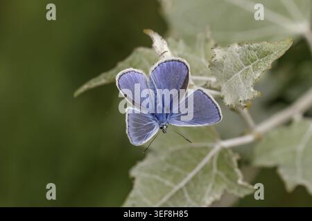 Polyommatus icarus, Hauhechel-Blaeuling (Maennchen), Gemeiner Blaeuling - Polyommatus icarus (farfalla maschile) noto come Common Blue Butterfly, Common b Foto Stock