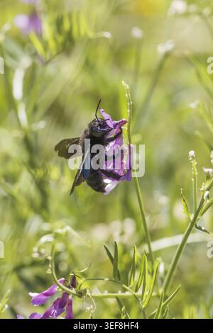 Xylocopa, Holzbiene - specie Xylocopa, conosciuta come l'ape del falegname Foto Stock