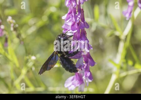 Xylocopa, Holzbiene - specie Xylocopa, conosciuta come l'ape del falegname Foto Stock