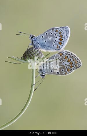 Polyommatus icarus, Hauhechel-Blaeuling, Gemeiner Blaeuling (oben Maennchen, unten Weibchen) - Polyommatus icarus, conosciuto come la farfalla blu comune Foto Stock