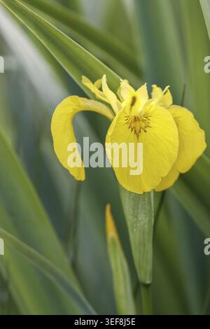 Iris pseudacorus, Sumpf-Schwertlilie (Gelbe Schwertlilie, Wasser-Schwertlilie) - Iris pseudacorus, nota come bandiera gialla, bandiera gialla, bandiera dell'acqua, Foto Stock