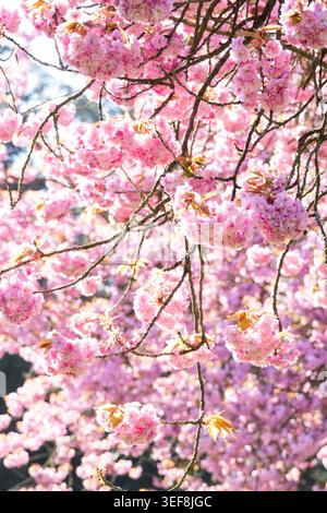 Primo piano intenso di gruppi di ciliegi rosa in fiore sui rami. Splendido sfondo floreale primaverile con lussureggianti fiori sakura sotto la luce del sole. Perfe Foto Stock