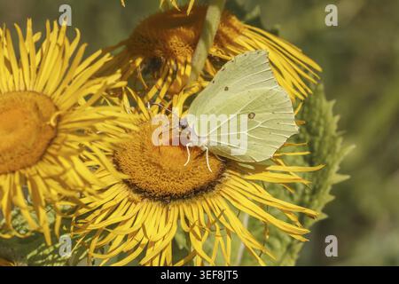Telekia speciosa, grosse Telekie, Siebenbuergische Telekie mit Zitronenfalter - Telekia speciosa nota come occhio di bue gigante con brimeston Foto Stock
