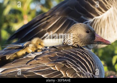 Oca madre, oca grigia (Anser anser), con pulcini sulla schiena, Assia, Germania Foto Stock