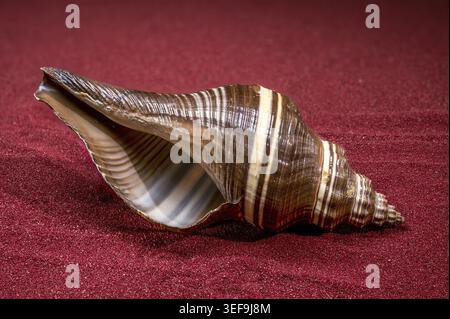 Guscio di lumaca marina a strisce marroni con struttura a spirale su sfondo di sabbia rossa. Conchiglia di molluschi oceanici naturali, concetto di spiaggia tropicale, studio macro chiuso Foto Stock