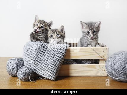 Tre piccoli gattini da tabby seduti in una scatola di legno Foto Stock