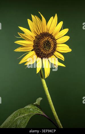 Un singolo girasole giallo si erge su uno sfondo verde scuro. L'attenzione è rivolta alla testa dei fiori con i suoi petali gialli luminosi e un marrone testurizzato c Foto Stock