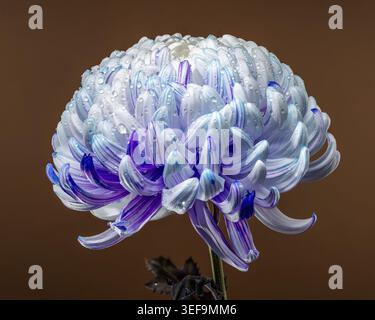 Uno spettacolare crisantemo di pompone, illuminato e con petali bianchi, blu e viola ricoperti da goccioline d'acqua, drammaticamente addossati a una profondità profonda Foto Stock
