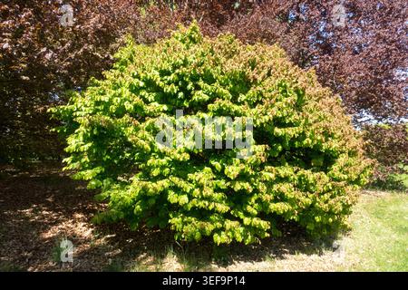 Faggio europeo, Fagus sylvatica "fruticosa" Foto Stock