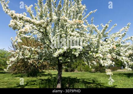 Blossom Tree Toringo Crabapple, Malus toringo nel frutteto Foto Stock