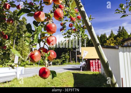 NAGANO, GIAPPONE - 20 SETTEMBRE 2024: Mele rosse fresche mature per la raccolta in un frutteto vicino a Sakanaka in una calda mattinata autunnale a Nagano Pre Foto Stock