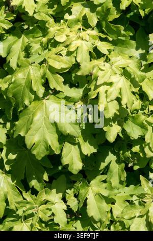 Foglie verdi e fogliame di acero nano Acer campestre "Nanum" Foto Stock