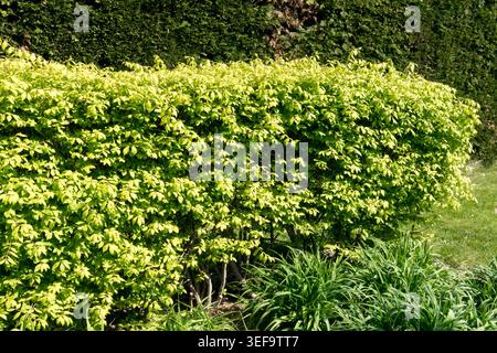 Fogliame verde-giallo di mandrino alato Euonymus alatus siepe rifilata in un giardino primaverile Foto Stock