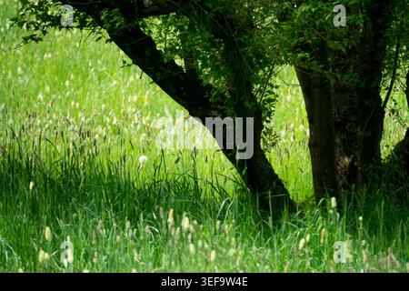 Erba verde e tronchi d'albero in un prato primaverile Foto Stock