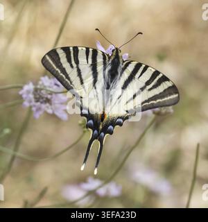 Iphiclides podalirus, Segelfalter - Iphiclides podalirus, conosciuto come coda scarna meridionale, coda di rondine di vela, coda di rondine di pera, uno dei mo Foto Stock