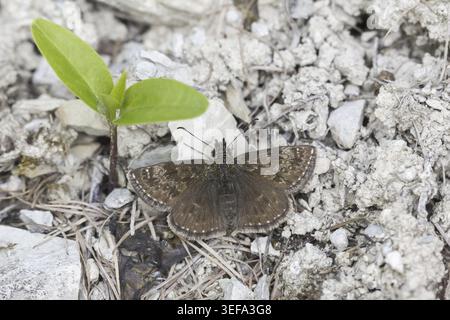 Erynnis Tages, Dunkler Dickkopffalter, Leguminosen-Dickkopffalter, Kronwicken-Dickkopffalter - Erynnis Tages, noto come skipper Dingy Foto Stock