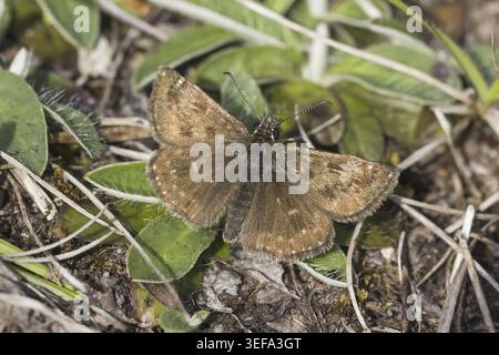 Erynnis Tages, Dunkler Dickkopffalter, Leguminosen-Dickkopffalter, Kronwicken-Dickkopffalter - Erynnis Tages, noto come skipper Dingy Foto Stock