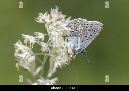 Polyommatus icarus, Hauhechel-Blaeuling (Maennchen), Gemeiner Blaeuling - Polyommatus icarus (farfalla maschile) noto come Common Blue Butterfly, Common b Foto Stock