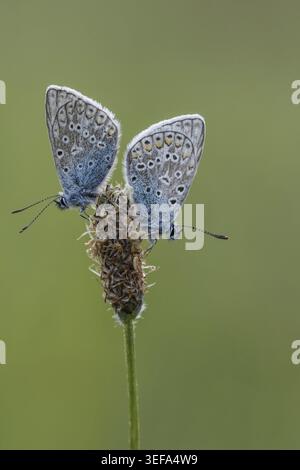 Polyommatus icarus, Hauhechel-Blaeuling (Maennchen), Gemeiner Blaeuling - Polyommatus icarus (farfalla maschile) noto come Common Blue Butterfly, Common b Foto Stock