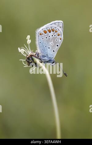 Polyommatus icarus, Hauhechel-Blaeuling (Maennchen), Gemeiner Blaeuling - Polyommatus icarus (farfalla maschile) noto come Common Blue Butterfly, Common b Foto Stock