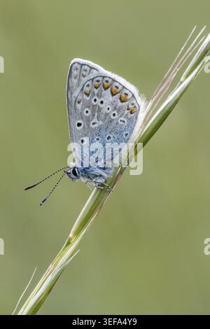 Polyommatus icarus, Hauhechel-Blaeuling (Maennchen), Gemeiner Blaeuling - Polyommatus icarus (farfalla maschile) noto come Common Blue Butterfly, Common b Foto Stock